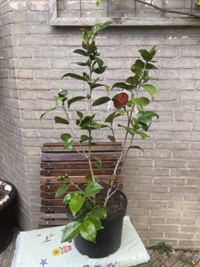 Camelia Japanse Roos