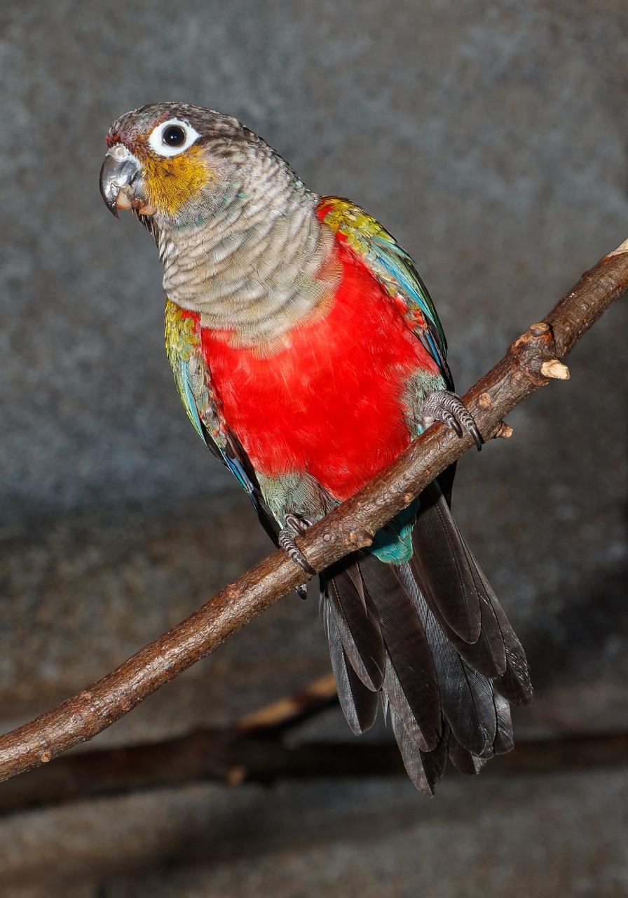 Pyrrhura Perlata