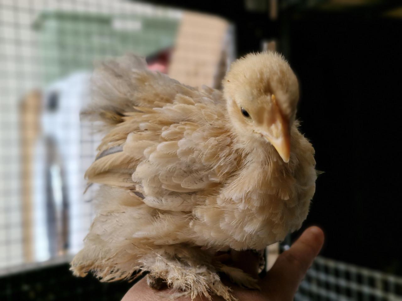 2 kuikens beschikbaar