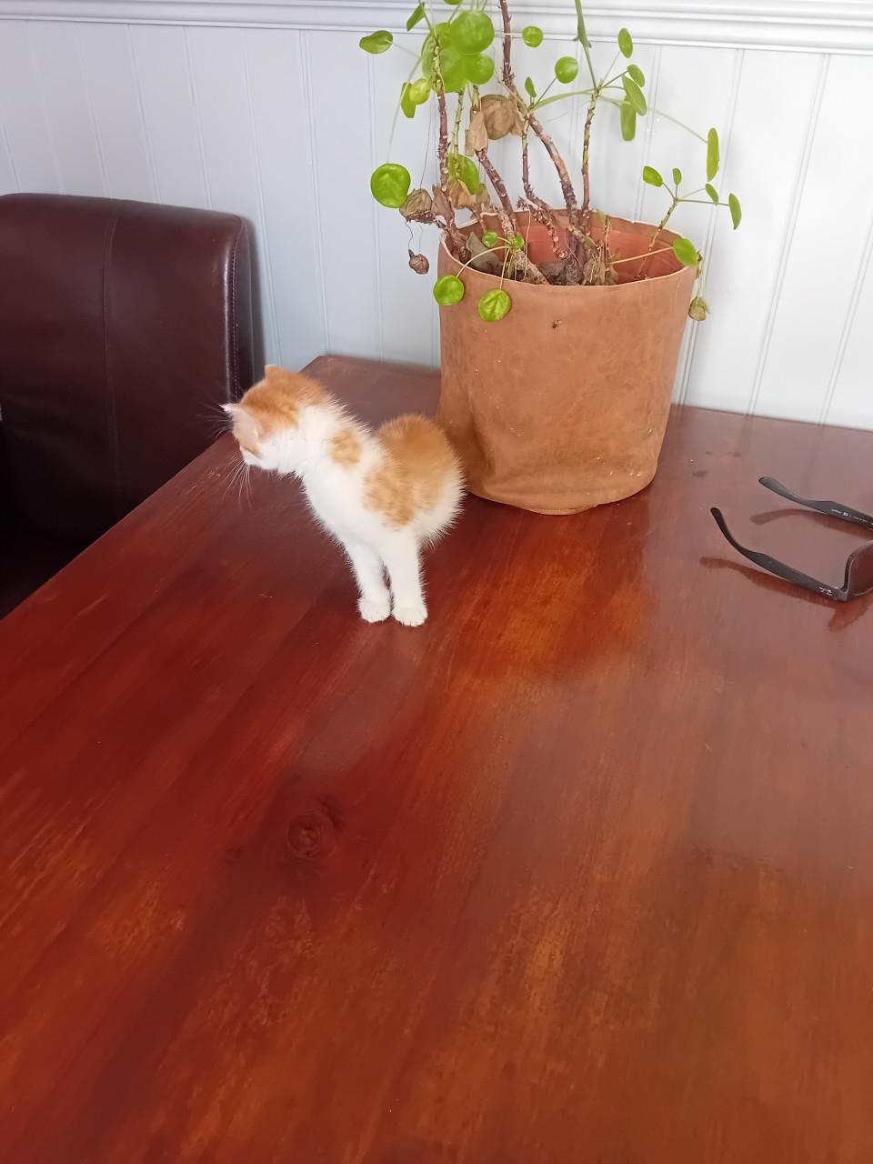 Kitten