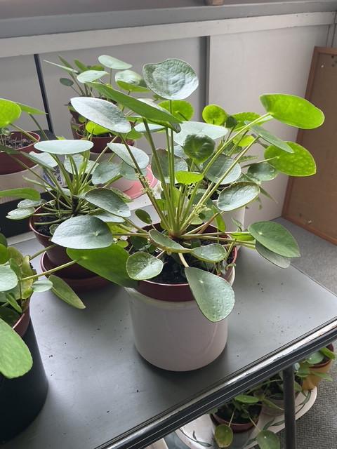 Pannekoek planten voor binnen, zonder sierpot