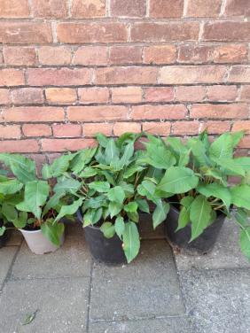 Vaste borderplant: Persicaria (Duizendknoop)
