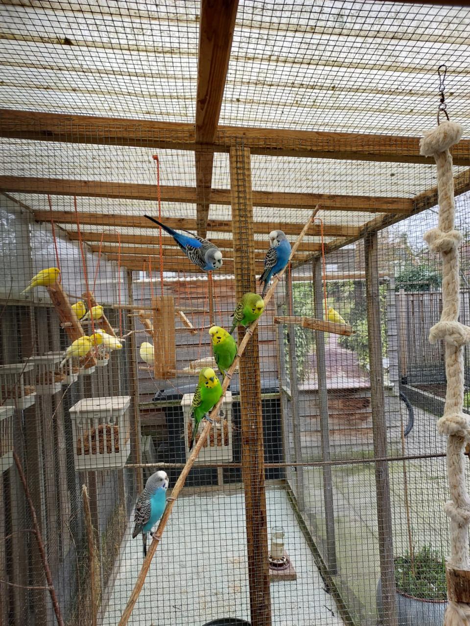 Blauwe grasparkieten uit buitenvolière