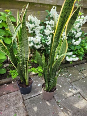 Planten