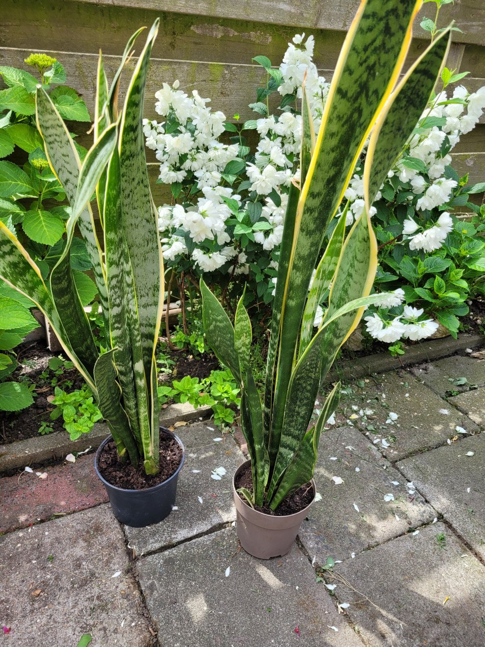 Planten