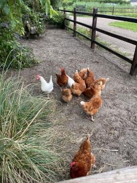 3 leghennen 1 jaar oud +ong 30 kg voer