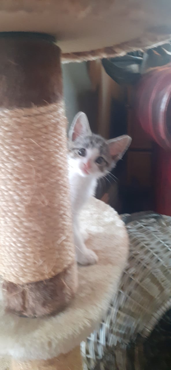 Lieve aanhankelijke kittens ❣