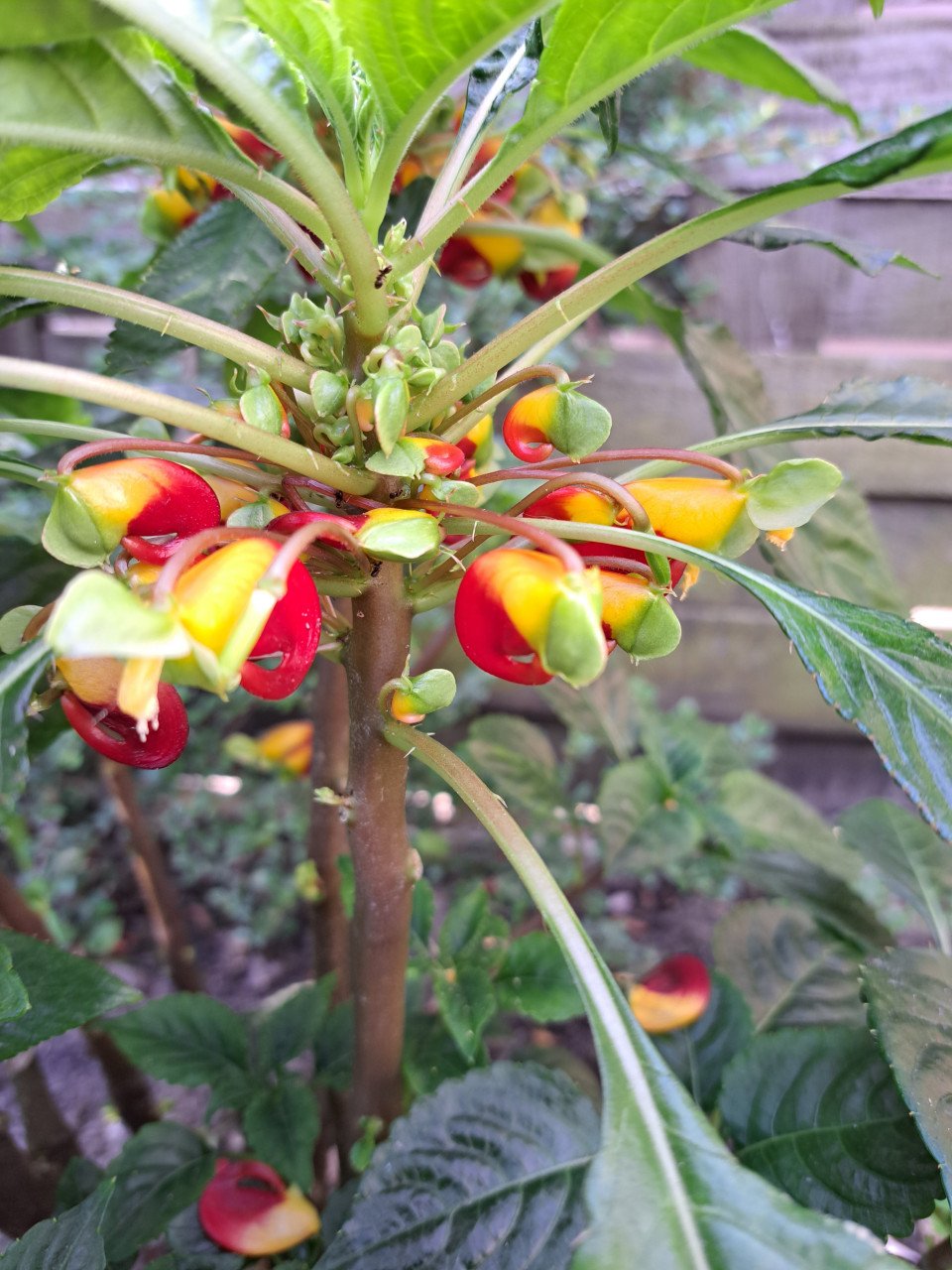 VERSCHILLENDE TUINPLANTEN