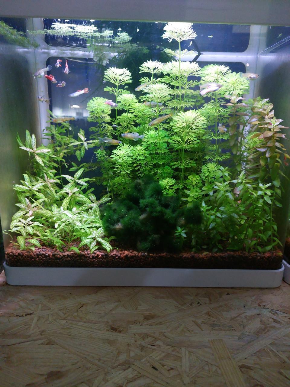 Aquarium planten