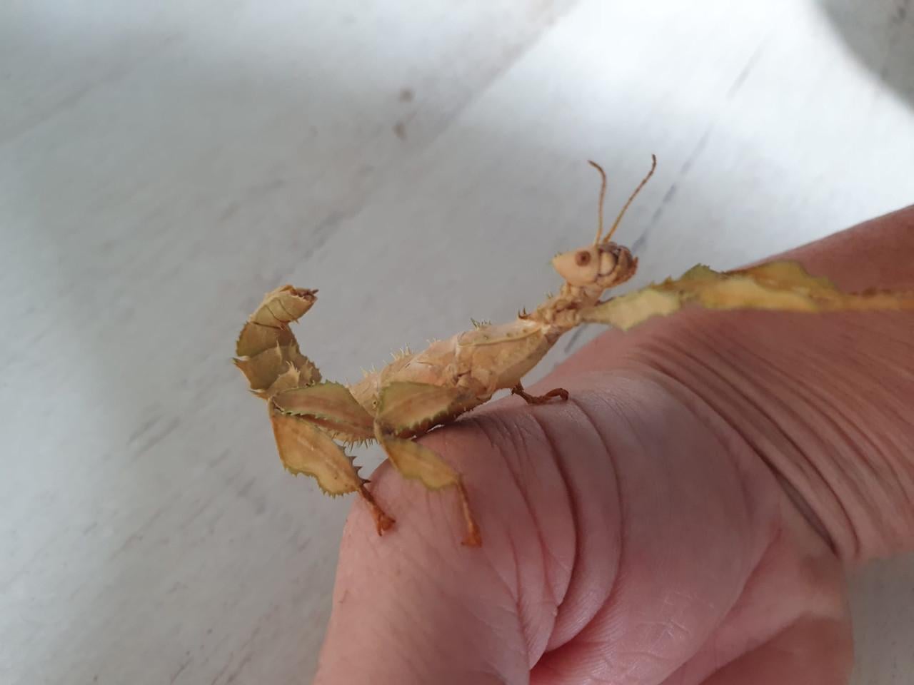 Gratis Flappentakken