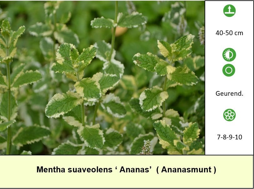 Ook vleestomatenplanten in ons plantenkraampje, €1,25 p/st. ++ TIP ++