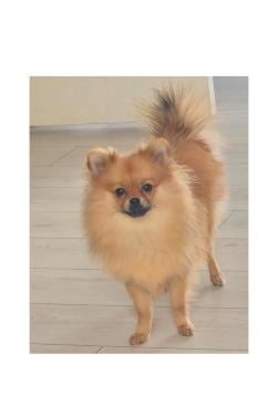Pomeriaan pup