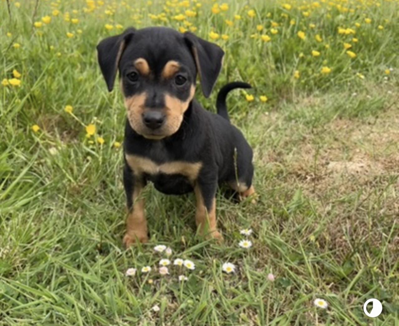 Prachtige Boerenfox pup