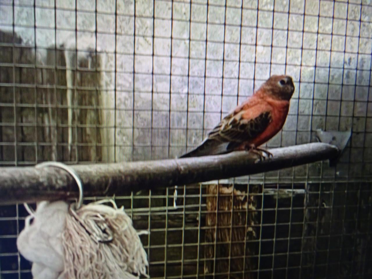 TE KOOP BOERKE PARKIET PAST NIET TUSSEN MIJN VOGELS !