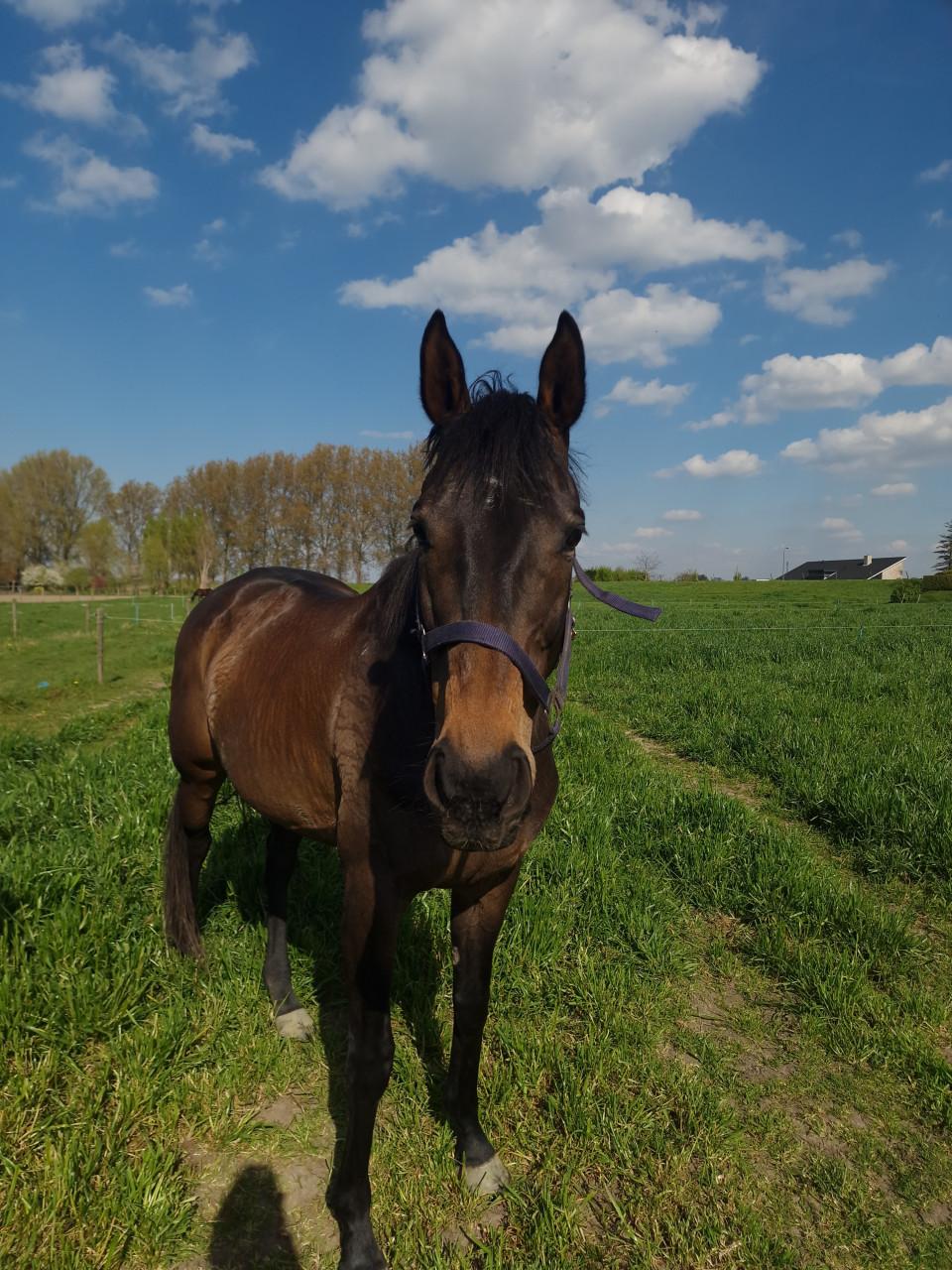 Lieve merrie