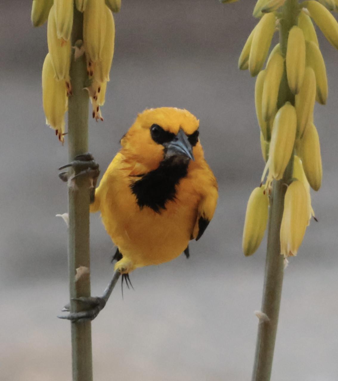 Vakantiehuis Curaçao