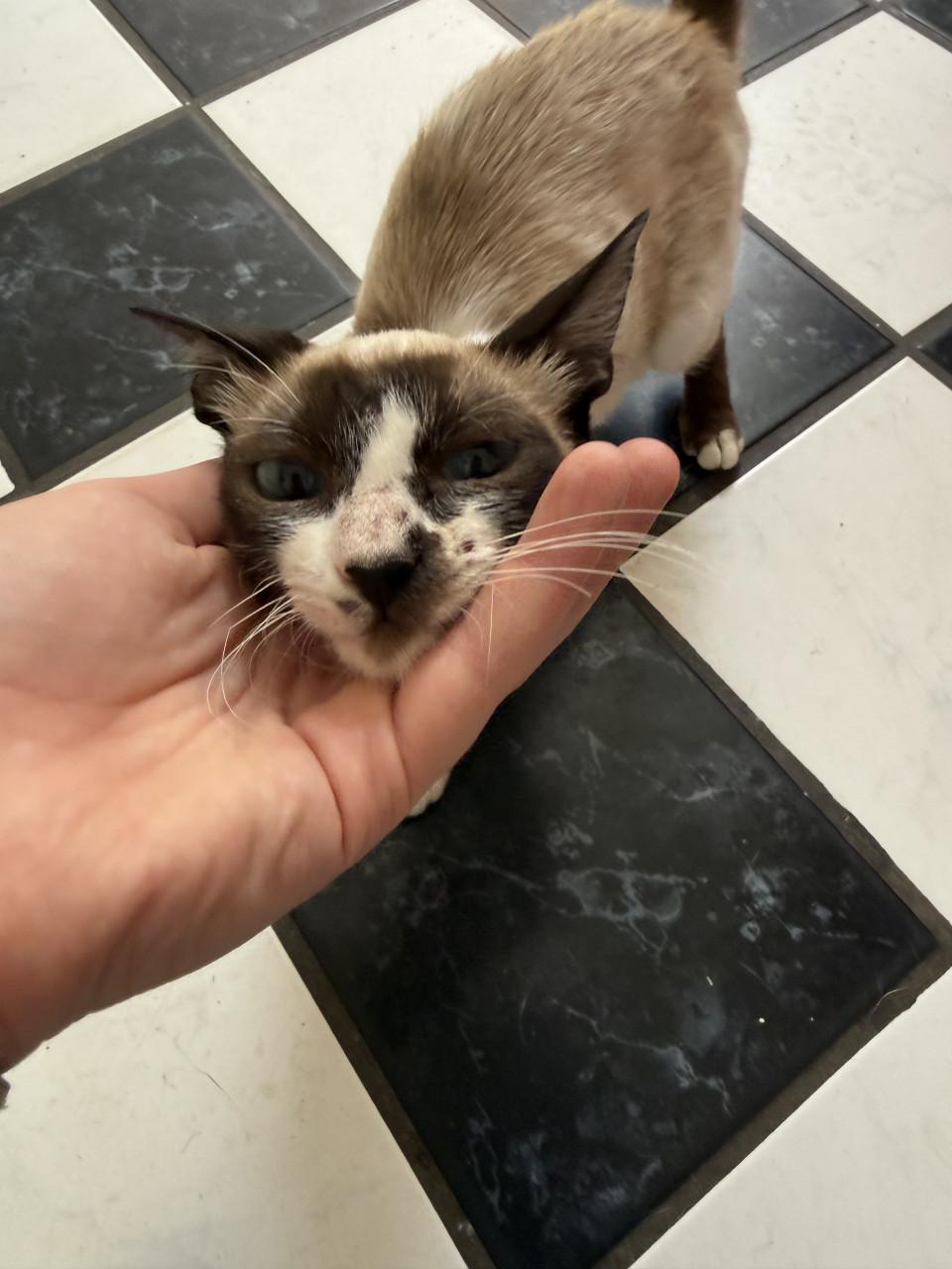 Kittens