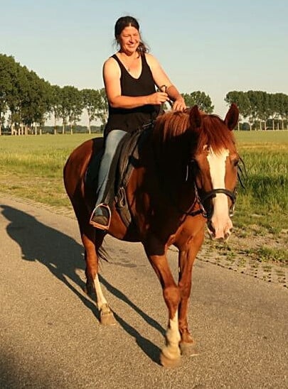 Meerdere fijne recreatiepaarden te koop