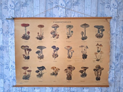 Antieke schoolplaat Paddestoelen