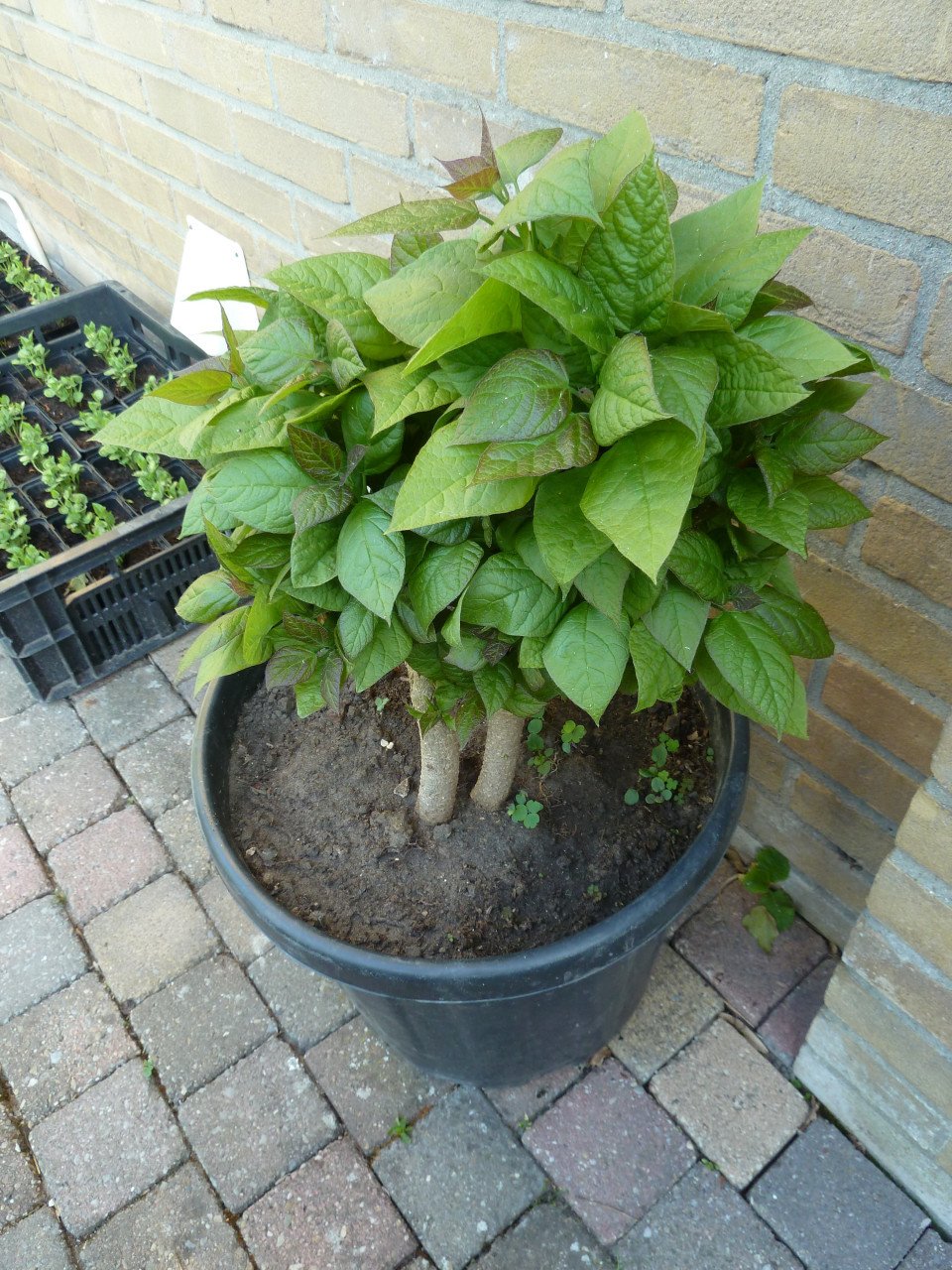 MOOI BOLBOOMPJE