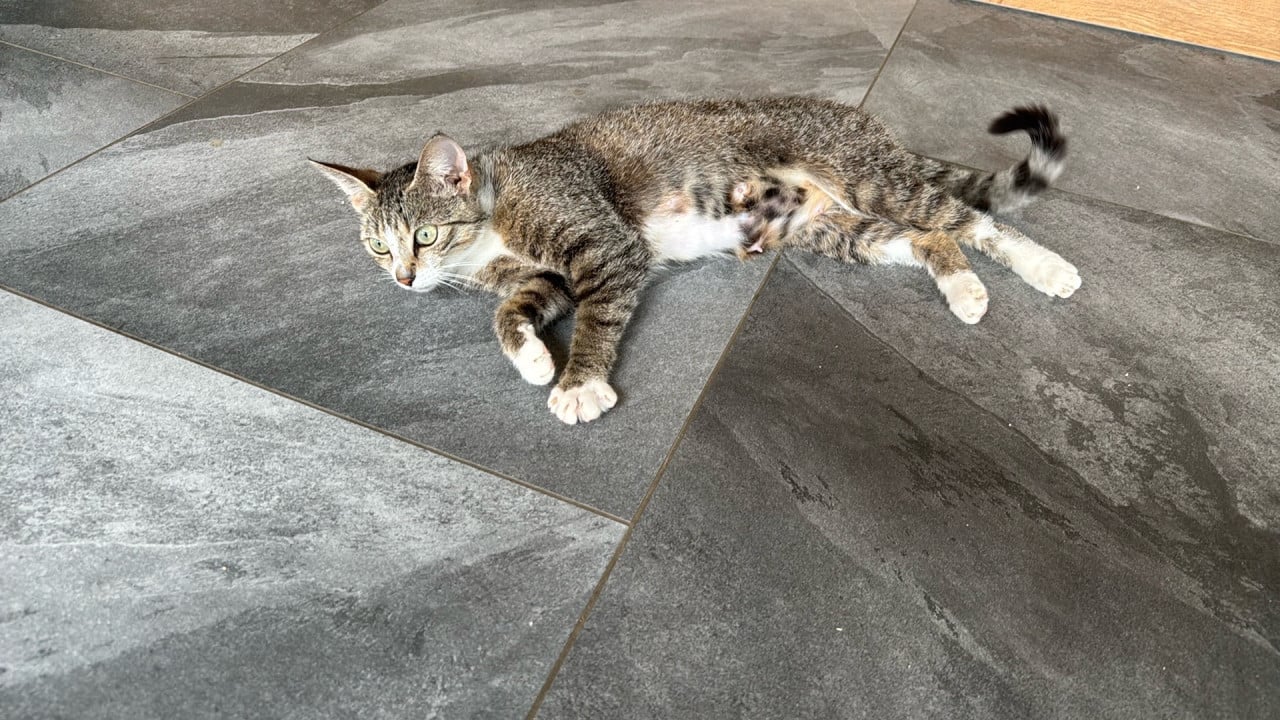 Poes 1 jaar