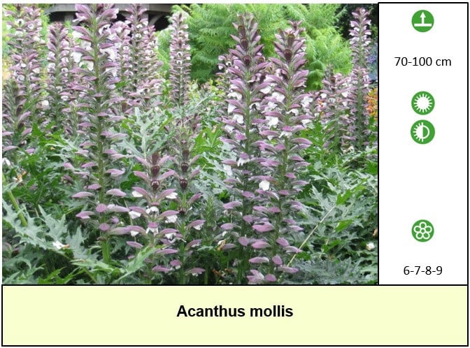 Ook vleestomatenplanten in ons plantenkraampje, €1,25 p/st. ++ TIP ++
