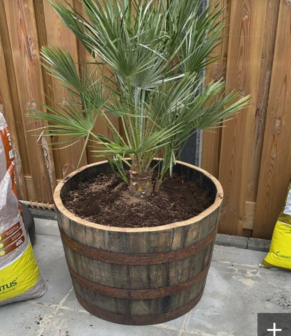 Olijfboom, palmboom, druivelaar of vijg planten
