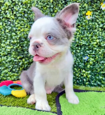 Playful Poetic French Bulldog puppies for adoption.