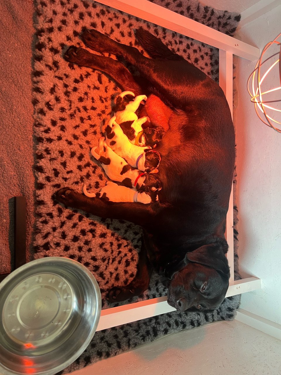 Labrador / Friese stabij puppy’s