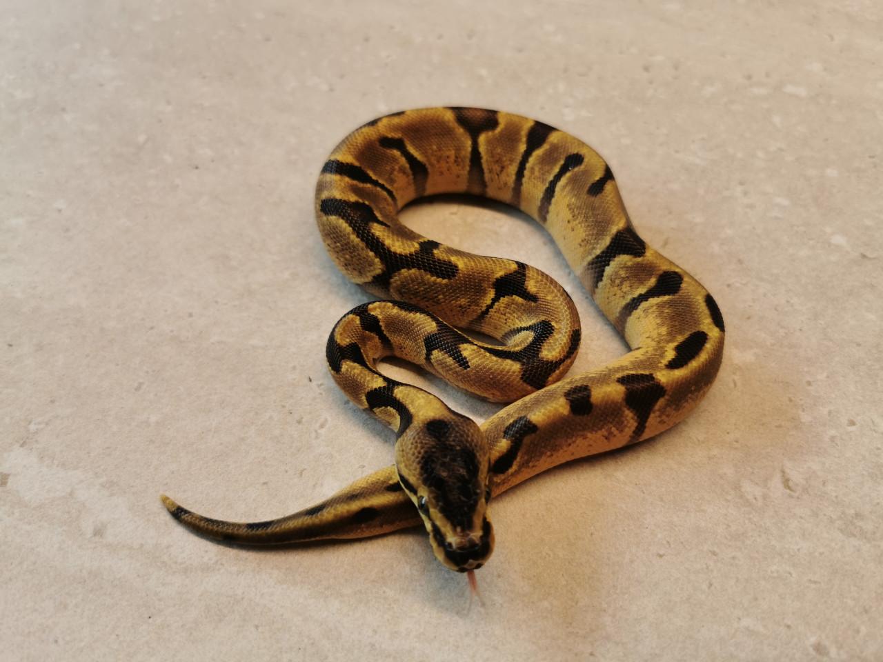 1.0 Super Enchi Koningspython