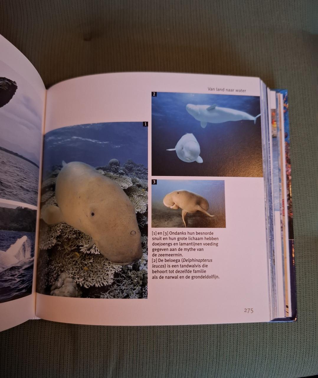 Vissen en walvissen, 1001, foto's, red. Pascal Deynat, blokboek