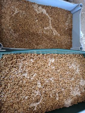 Er zijn weer vers geleverde levende meelwormen en buffalo