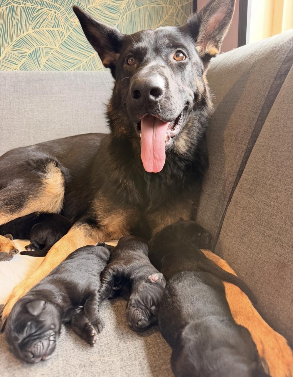 Duitse herder - Labrador pups