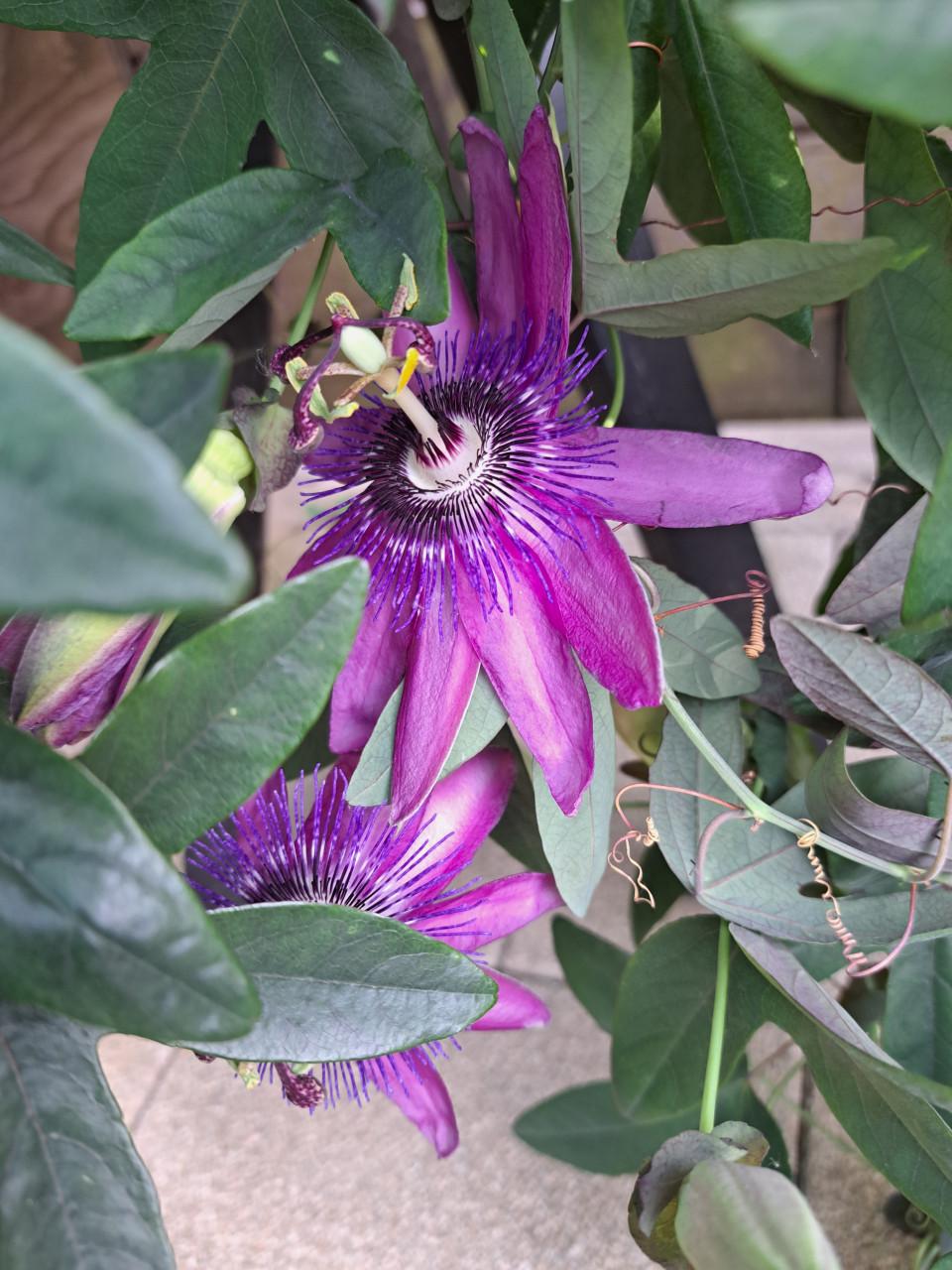 VERSCHILLENDE TUINPLANTEN