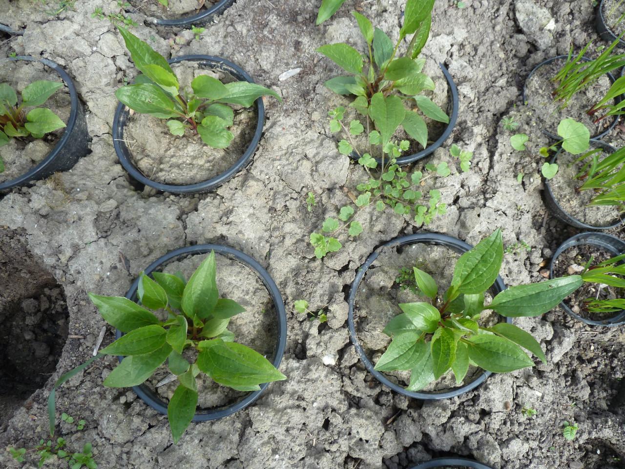 ZONNEHOED--PURPUREA MAGNUS