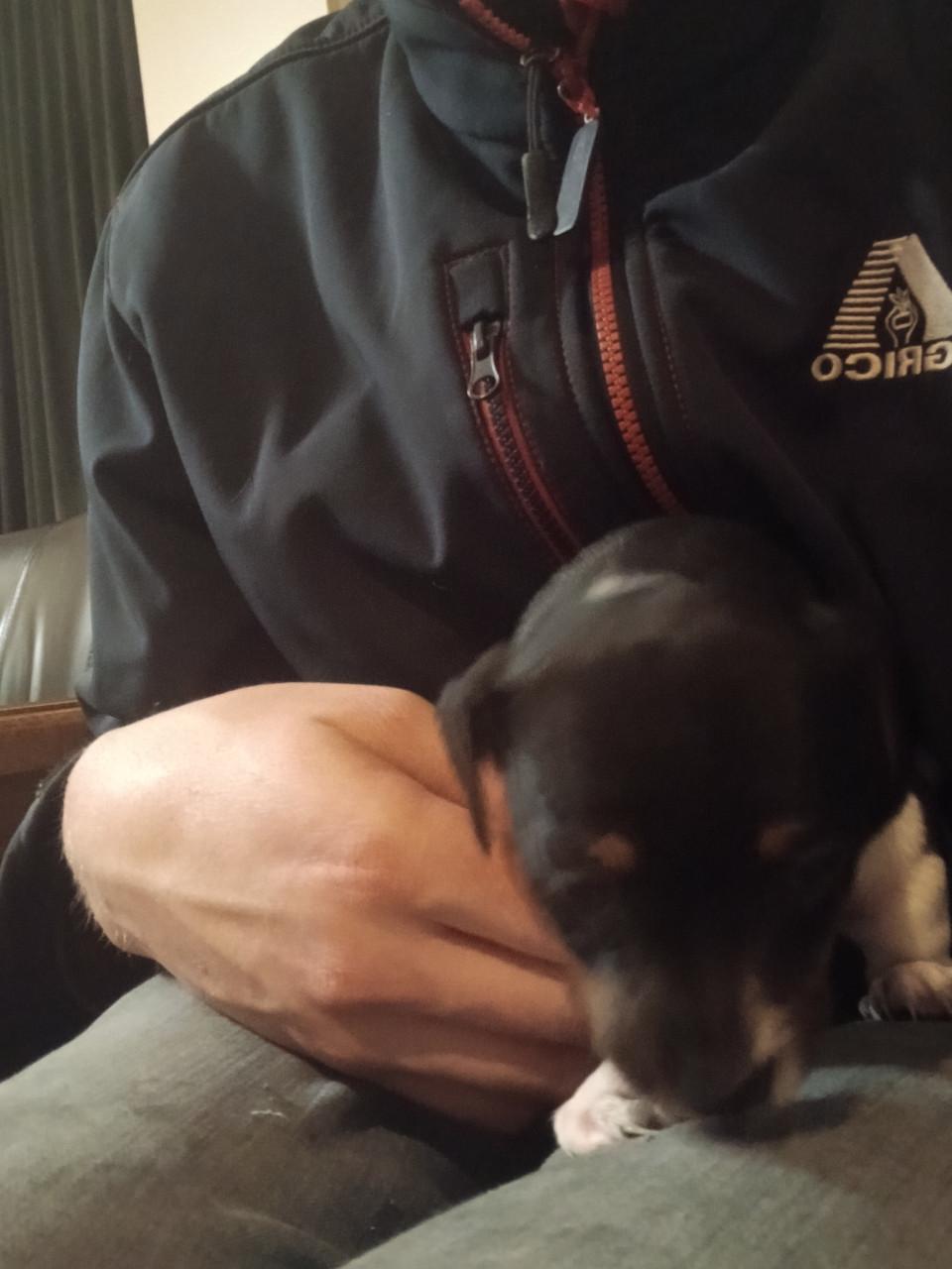 Jack Russel pups te koop