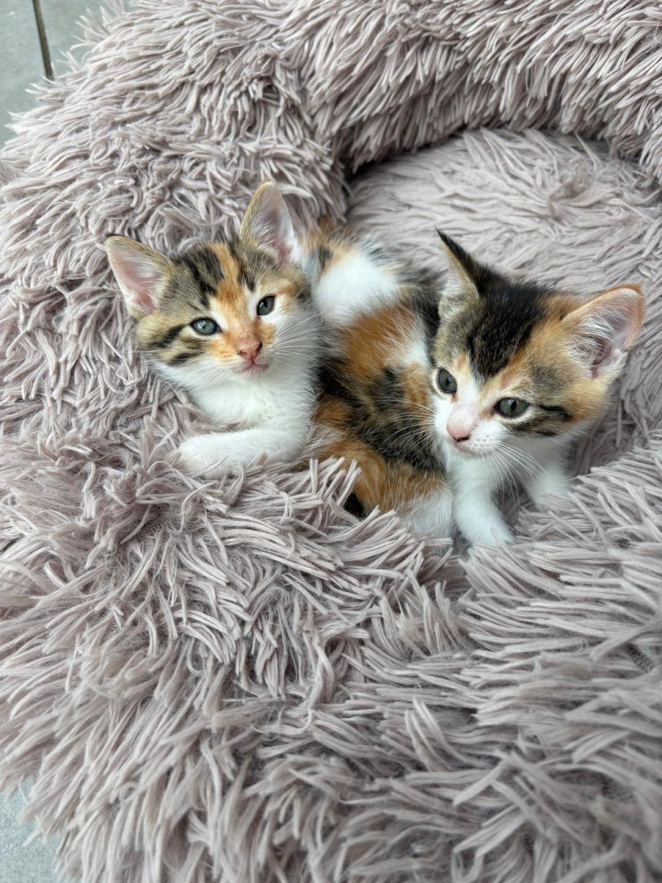 Kittens