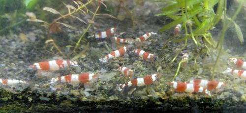 Mooie aquariumgarnalen te koop