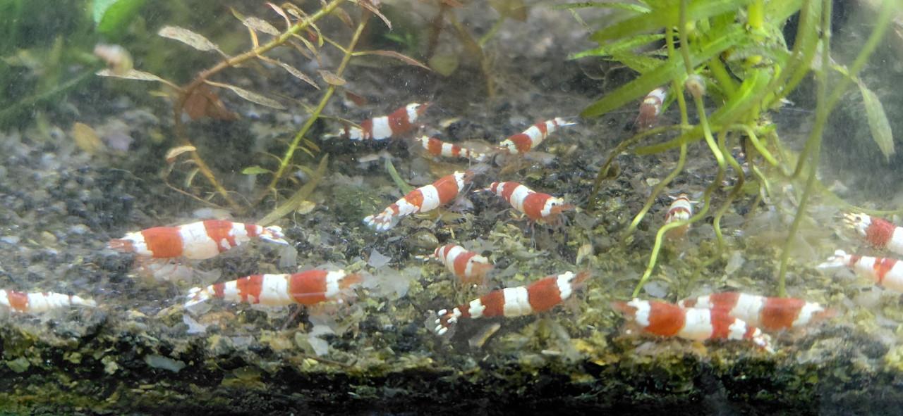 Mooie aquariumgarnalen te koop