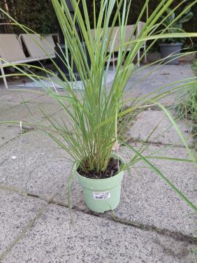 Siergras plant