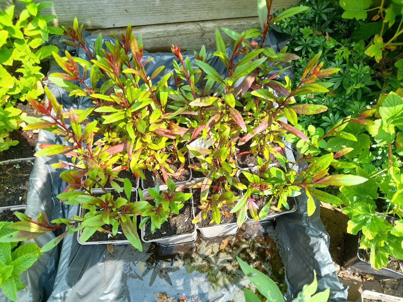 Gaura Lindheimeri/prachtkaars rood