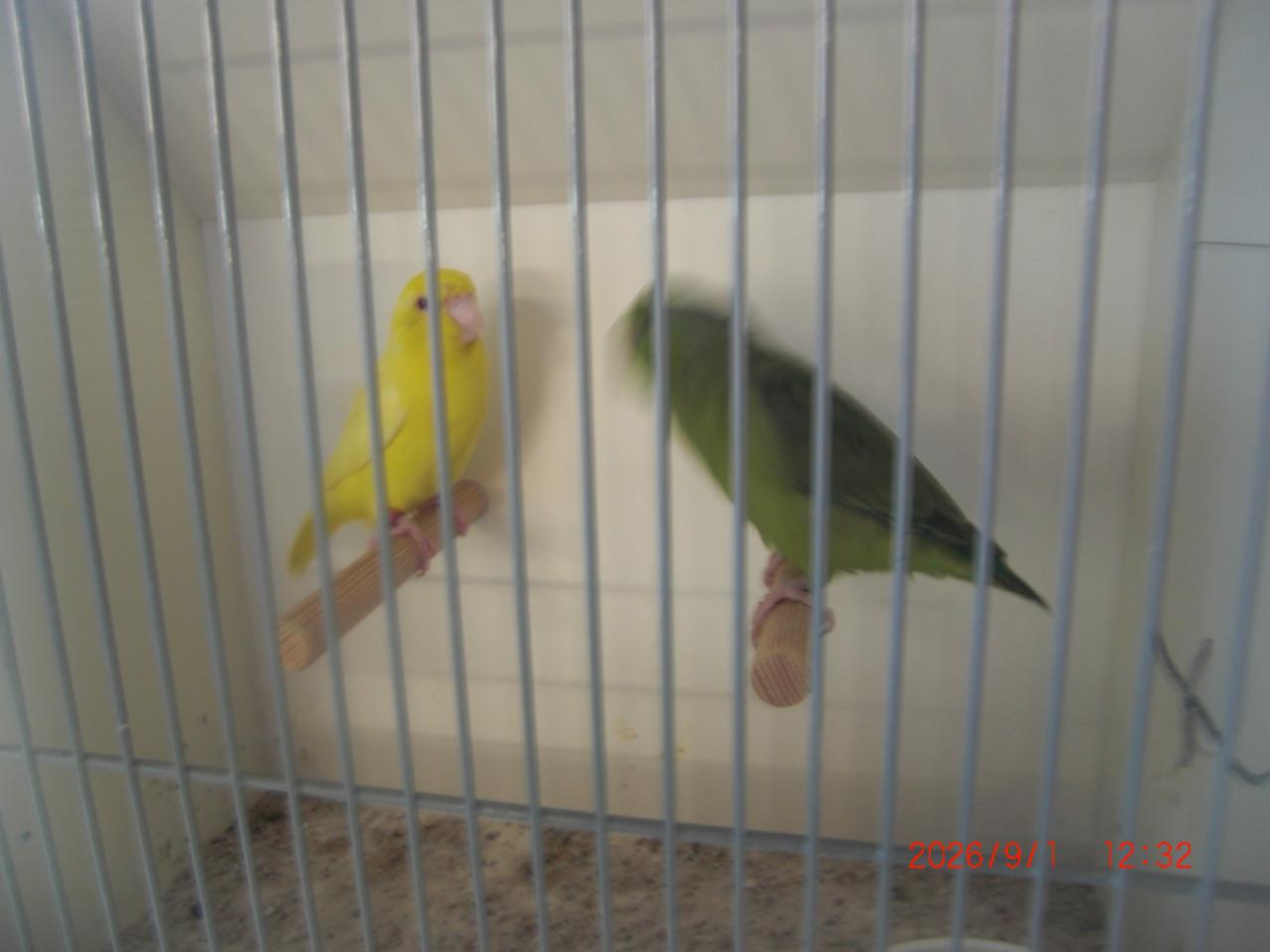 Koppel forpussen