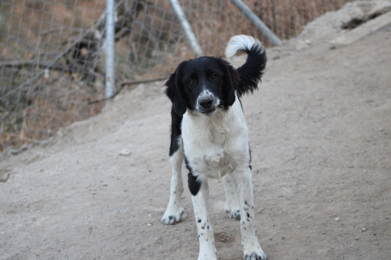 Alora Dog Rescue: Mike, wie geeft hem een mand?