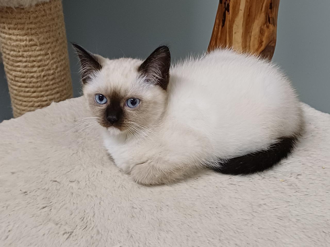 Mooie Brits Korthaar x Ragdoll kittens mogen verhuizen.