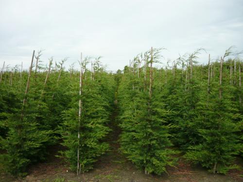 TE KOOP LEYLANDI HAAGCONIFEREN