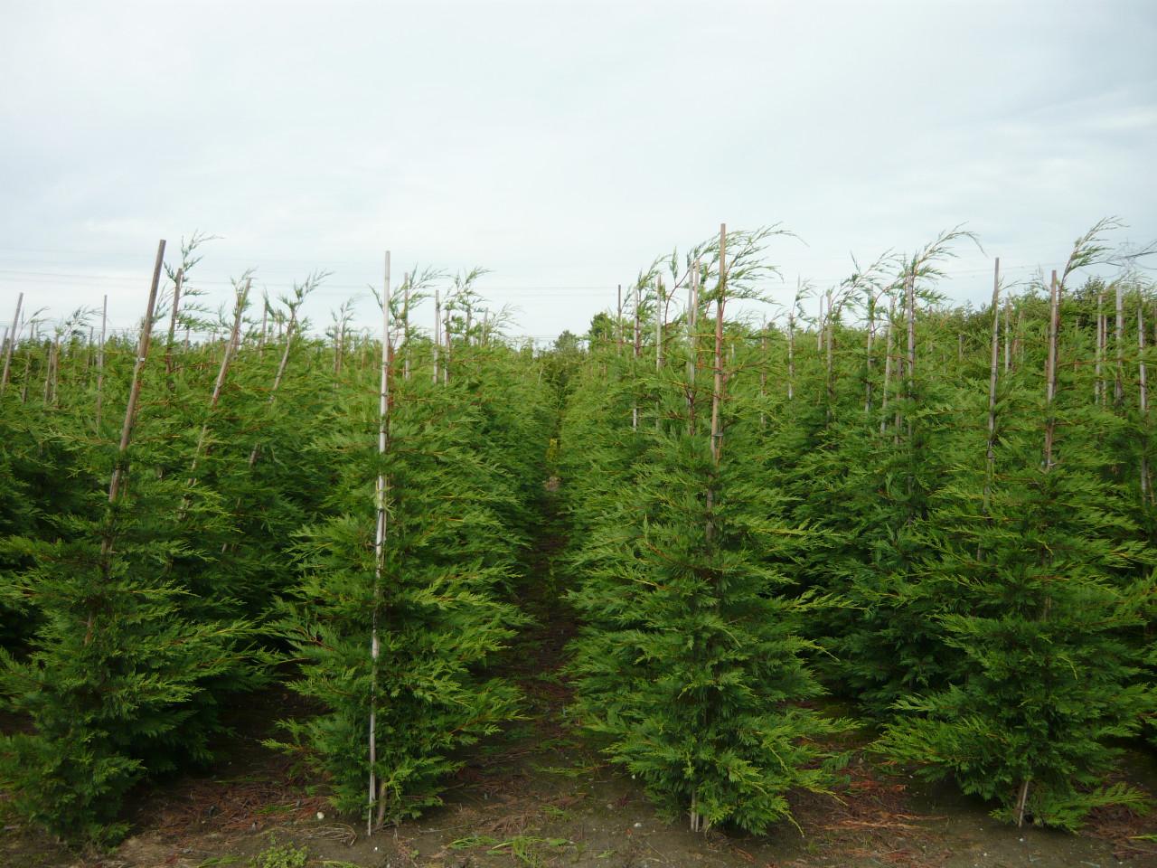 TE KOOP LEYLANDI HAAGCONIFEREN