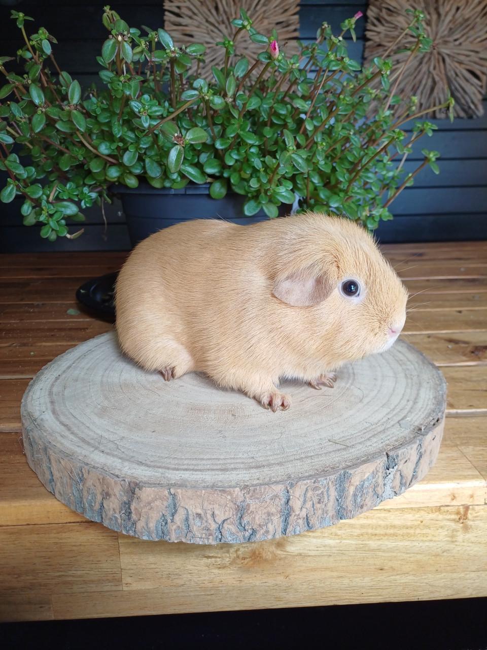 Gladhaar cavia vrouwtje