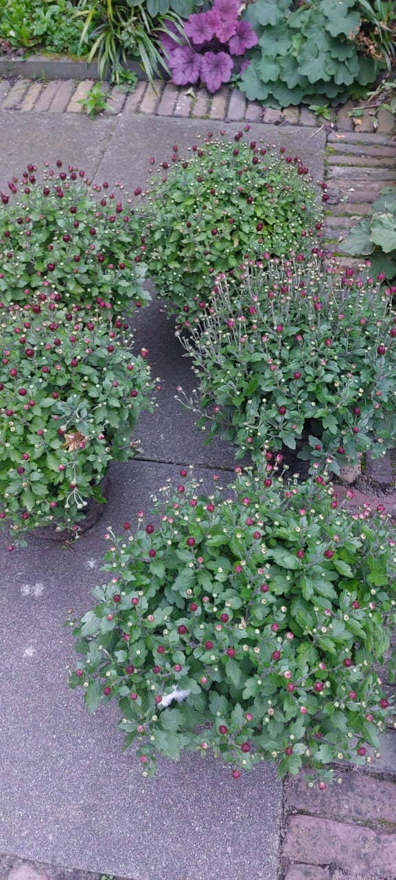 Zelf gekweekte bolchrysanten