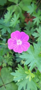 Geranium