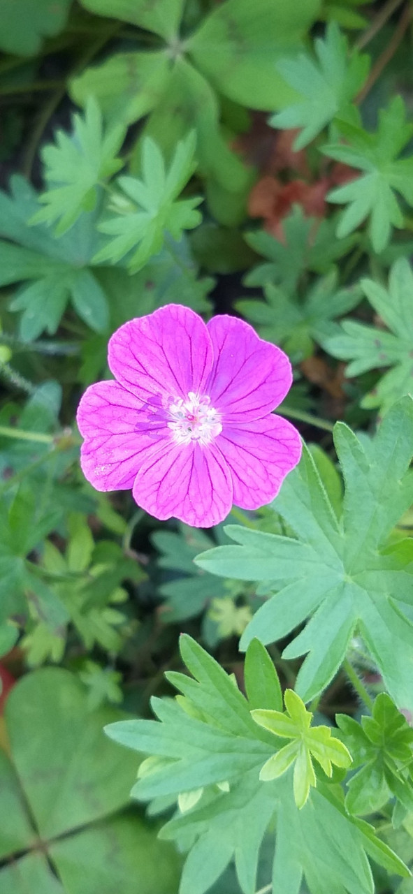 Geranium